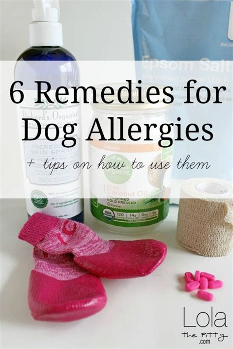 6 Remedies For Dog Allergies Lola The Pitty Dog Allergies Allergy