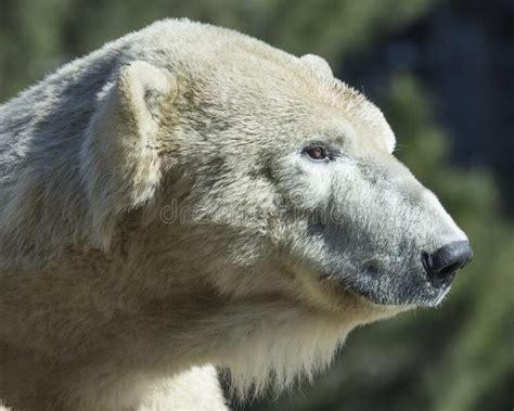 Polar Bear Head Shot Stock Photo Image Of Animal Portrait 15758640