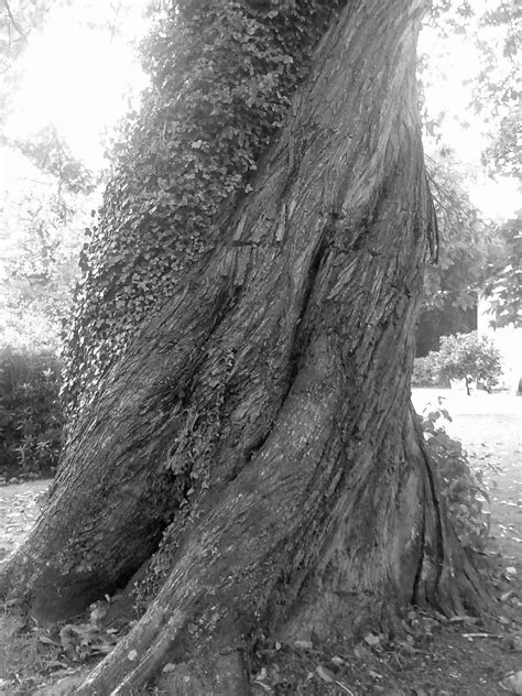 Tree At Saltram House Tree Tree Trunk Plants