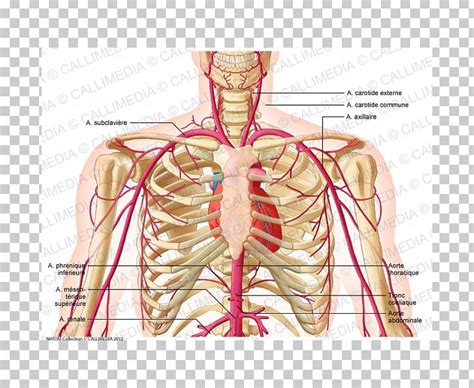 An artery (plural arteries) (from greek ἀρτηρία (artēria) 'windpipe, artery') is a blood vessel that takes blood away from the heart to one or more parts of the body (tissues, lungs, brain etc.). 32 Arteries Of The Head And Neck Diagram - Wiring Diagram ...