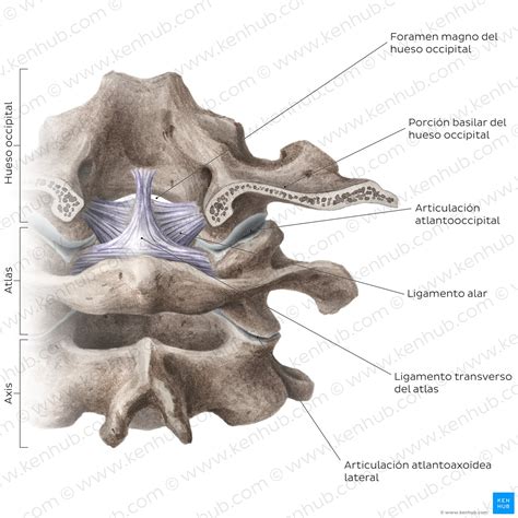 Vértebras Cervicales Anatomía Ligamentos Y Lesiones Kenhub