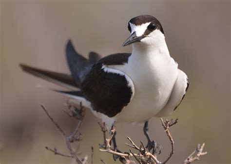 Sooty Tern Great Bird Pics