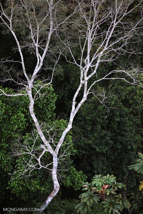 Saving our amazing rainforest is the least we can do. Amazon rainforest canopy tree
