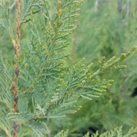 Cupressus X Leylandii Cypress Mid Valley Trees