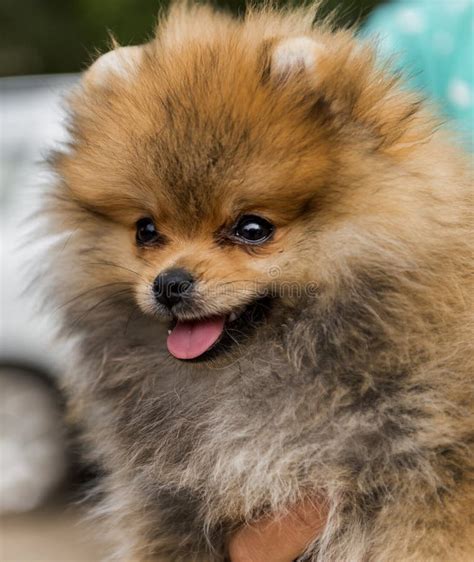 Young Brown Lovely Pomeranian Dog Stock Photo Image Of Front