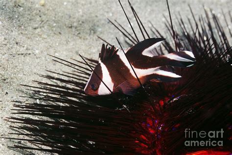 Snapper And Sea Urchin Photograph By Georgette Douwma Fine Art America