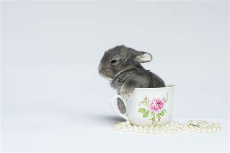 Baby Bunny In A Teacup By Pearls Photograph By Cavan Images Fine Art