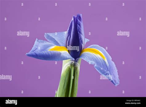 Blue Iris Flower With Yellow And Blue Petals Close Up On Purple