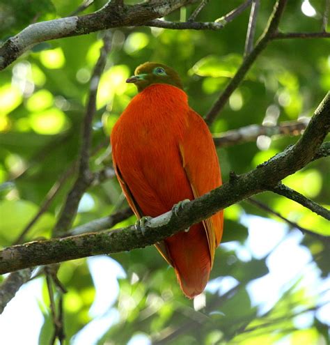 14 Animals And Birds Unique To Fiji Fiji Pocket Guide