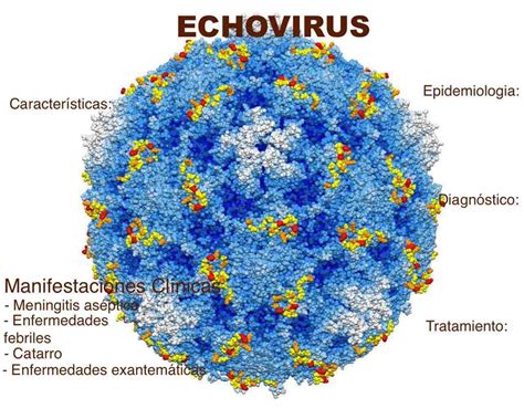 Echovirus
