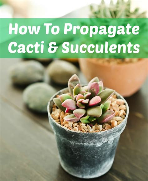 How To Propagate Cacti And Succulents Cacti And Succulents Succulents