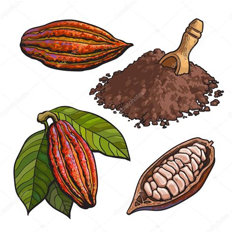 Cacao Fruit Beans And Powder Set Of Style Vector Illustrations ⬇