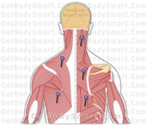 This is an online quiz called muscular system labeled back. Pin on Nursing•Positive-Med