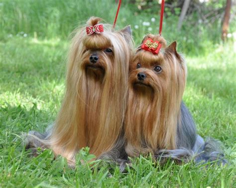 Chewy notes that this is. Do Yorkshire Terrier Dogs Shed? Do Yorkies Shed A Lot? - Yorkie.Life