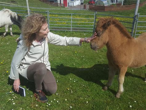 Where To Meet Shetland Ponies In Scotland The Shetland Pony Experience