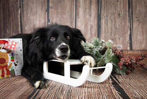 Der lösliche kaffee von jacobs ist praktisch für zuhause und unterwegs. Hundespiele für Zuhause und unterwegs | Anja Jakob