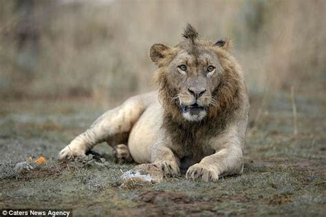 Lion Has Adopted Hipster Hairstyle In Nairobi National Park Daily