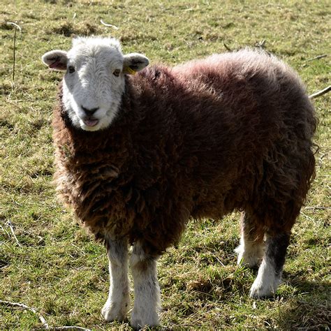 Cheeky The Herdwick Is A Breed Of Domestic Sheep Native Flickr