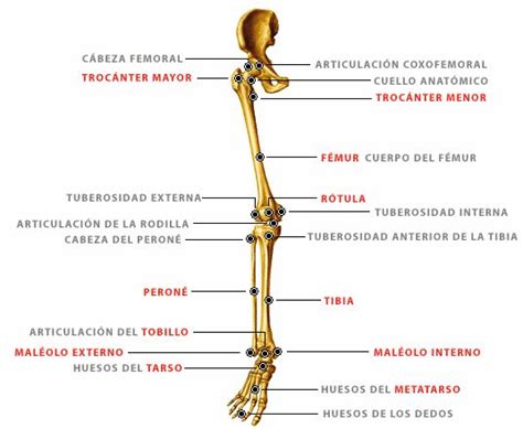 Pin De Miguel Jiménez En Piernas Legs Huesos De La Pierna Huesos