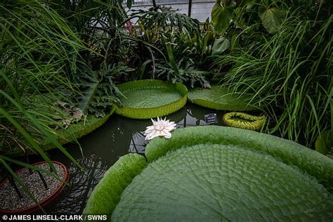 Worlds Oldest Lily Grew 115 Million Years Ago And Has A Fossilised