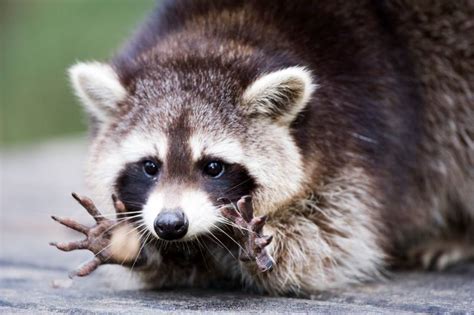 When in distress, baby raccoons can sounds like human babies. Bust Em' February 2013 Newsletter - Wildlife Busters ...