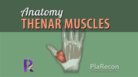 Thenar Muscles Thenar Eminence Surgical Anatomy
