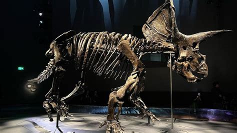 5 Things You Cant Miss At Melbourne Museum Dinosaurs And More Klook Travel Blog