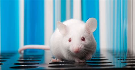 Crispr In Mouse Models Uncovering New Disease Therapies