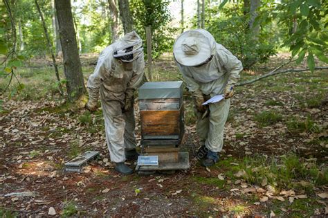 Honey Bee Hive Inspection Stock Image C0565673 Science Photo Library