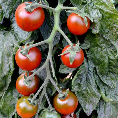 Tomato Seeds Ruby Falls All Vegetable Seeds