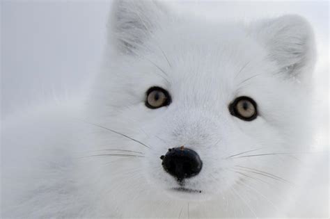 The Coolest Animals In The Arctic
