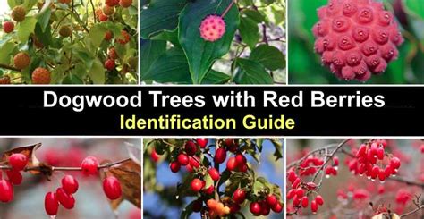 36 Shrubs With Red Berries Identification Guide With 45 Off
