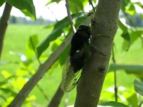 These cicadas are loud, obnoxiously everywhere and eat a lot of vegetation in these city environments. 1000+ images about Sound Unit - Made in First Grade on Pinterest | Elementary music, Straws and ...