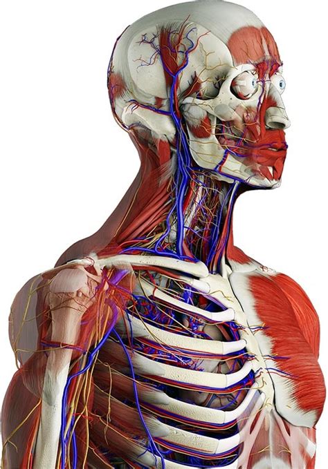 Anatomy Structure Of Human Body Internal Structure Of Human Body