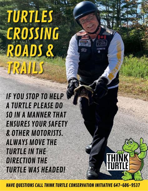 Turtles Crossing Roads And Trails Think Turtle Conservation Initiative