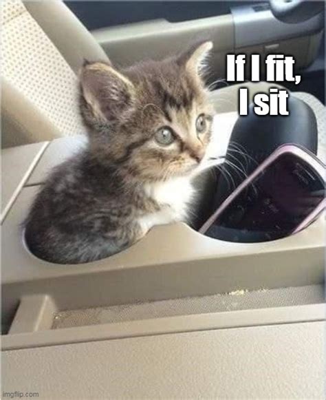 Introducing A New Car Feature Kitten Holders Imgflip
