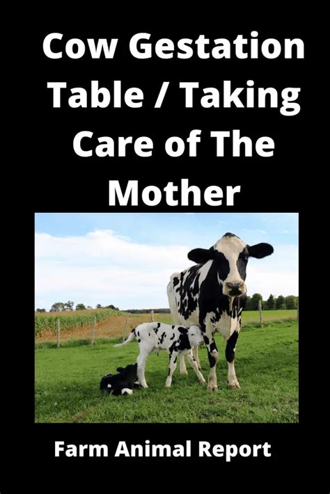 Cattle Gestation Table Beef Cow Gestation Chart