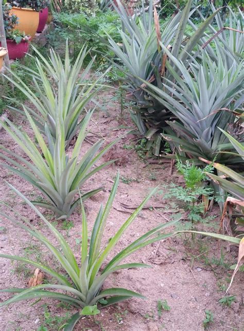 Maybe you would like to learn more about one of these? Warisan Petani: Nanas Sarawak 1