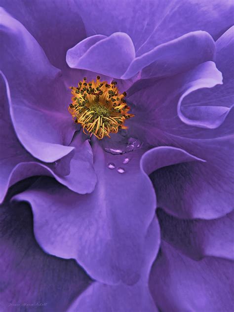 Macro Purple Rose Flower Photograph By Jennie Marie Schell Fine Art