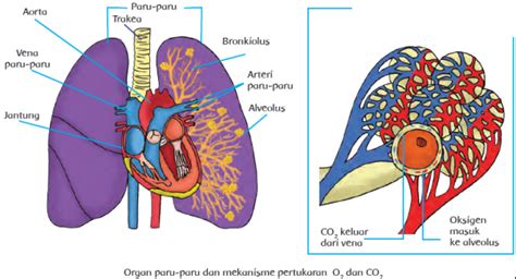 gambar paru paru