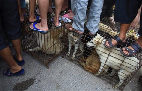 Macau Daily Times 澳門每日時報eateries In Southern Town Hold Dog Meat