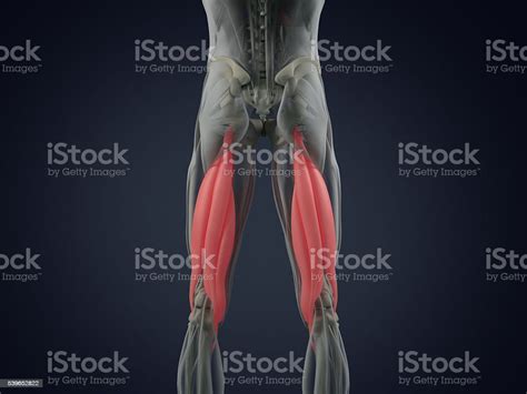 Grupo Muscular Isquiotibial Sistema Muscular De Anatomía Humana