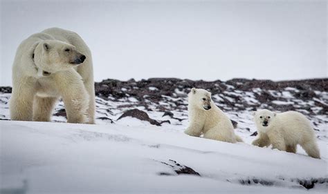 Mother Polar Bear And Two Cubs By Peter Orr Photography