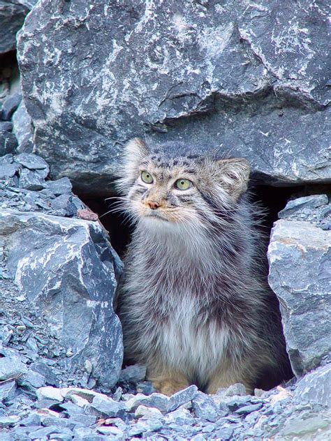 The Pallas Cat Or Manul Facts Conservation And Toxoplasmosis Owlcation