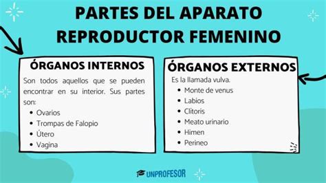 Partes Del Aparato REPRODUCTOR Femenino Y Sus Funciones Resumen Con