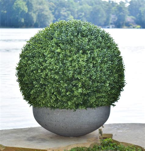 Our outdoor artificial flowers are made with a poly blended material specifically to withstand harsh weather and uv rays from the sun allowing you to enjoy flowers all year without the hassle of real ones. LavenderArts Artificial Indoor Outdoor Boxwood Ball, Faux ...