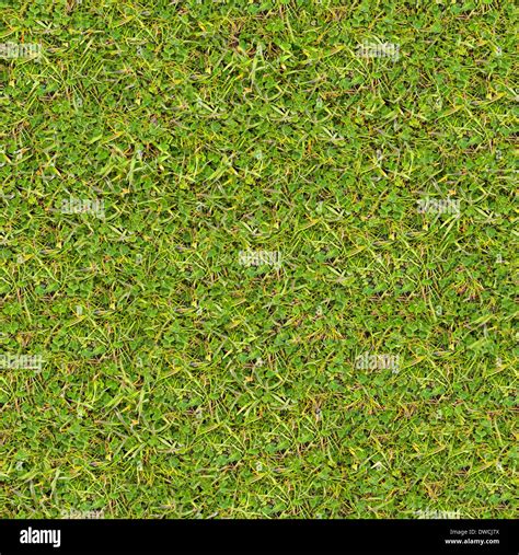 Meadow Grass Seamless Texture Stock Photo Alamy