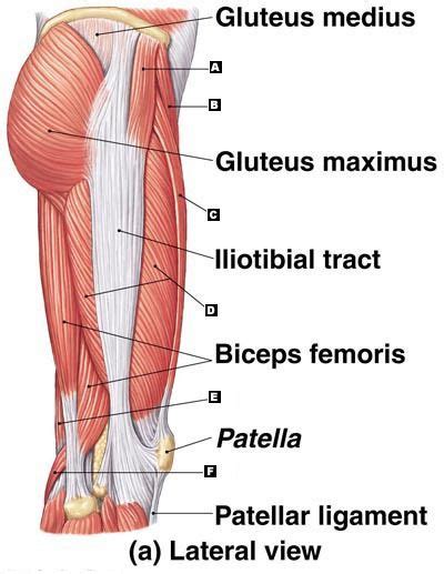 Lateral Thigh Muscle Google Search Utbildning