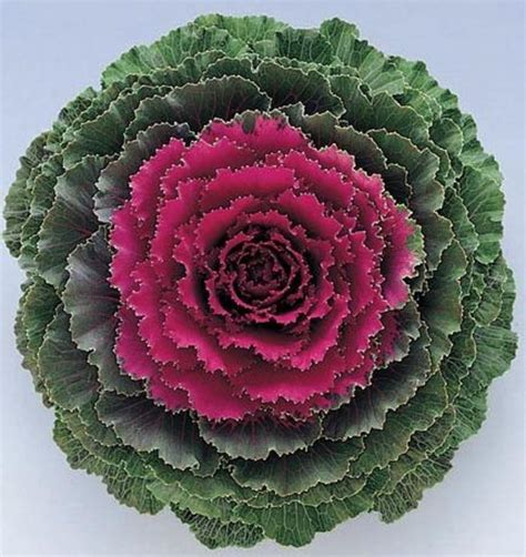 Brassica Oleracea Ornamental Kale From George Didden Greenhouses Inc