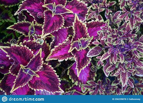 Coleus Flowers Of Different Kinds Stock Photo Image Of Garden Kinds
